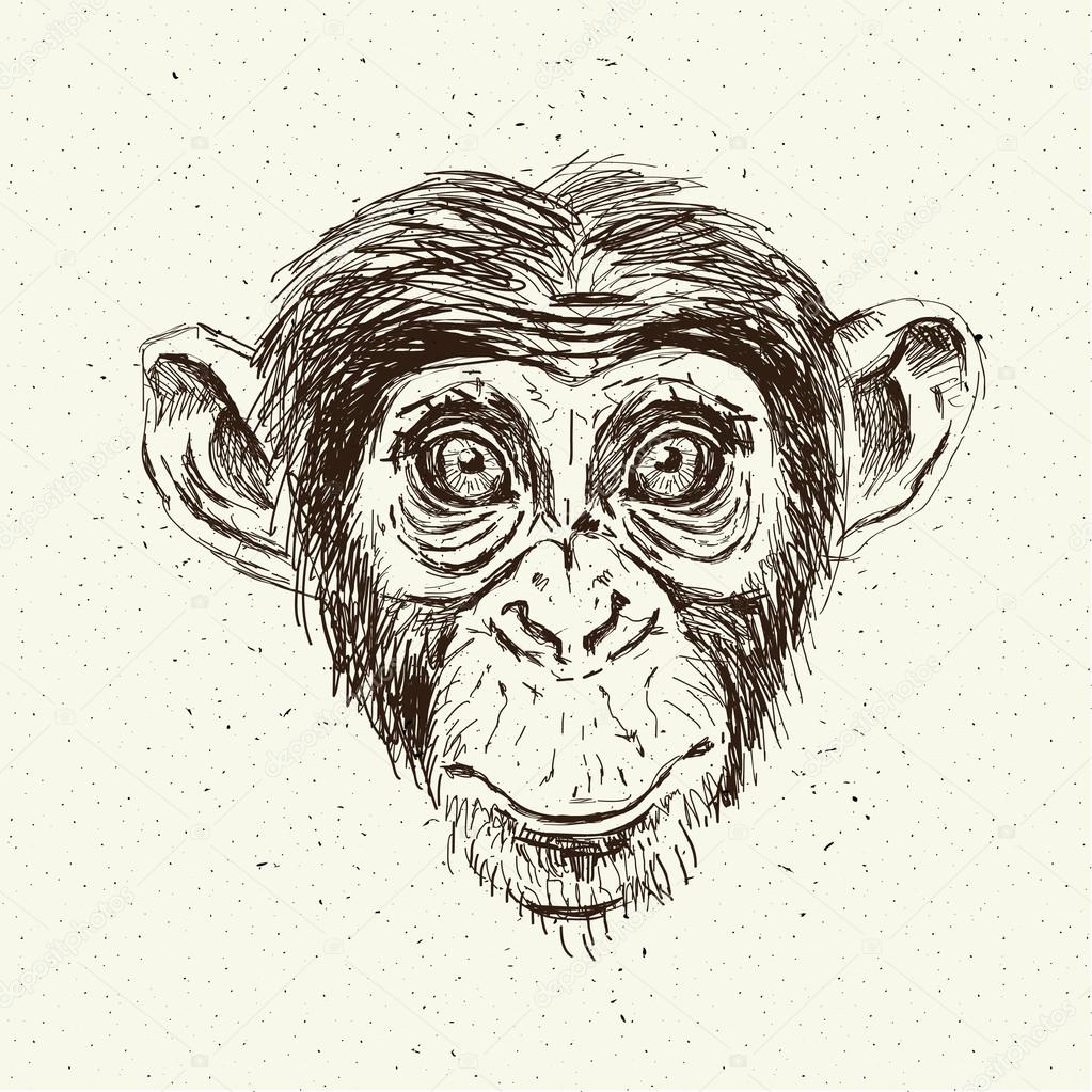 Sketch Monkey Sketch Monkey Face Stock Vector C Iriskana Sketch Monkey Sketch Monkey Face Stock Vector C Iriskana