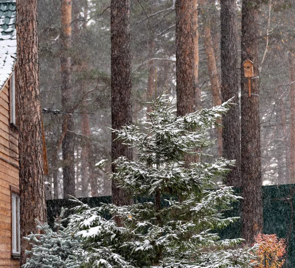 Sonbaharın sonlarında, bahçedeki ağaçlara ilk kar yağar. — Stok fotoğraf