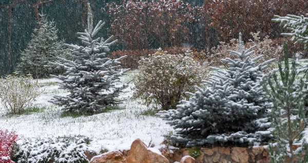 Fine autunno, la prima neve sugli alberi del giardino — Foto Stock