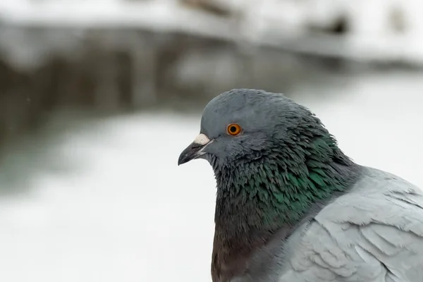 Pomba, pomba-rocha ou pombo-comum close-up, no inverno. — Fotografia de Stock