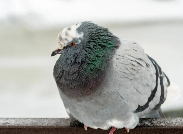 Dove, rock dove or common pigeon close-up, in winter. — Stock Photo, Image