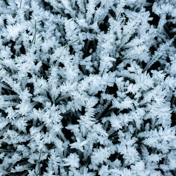 Cristais de geada na grama, fundo, inverno — Fotografia de Stock