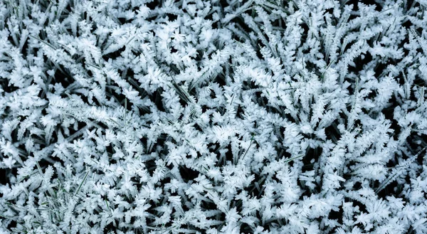 Kristaller av frost på gräs, bakgrund, vinter — Stockfoto