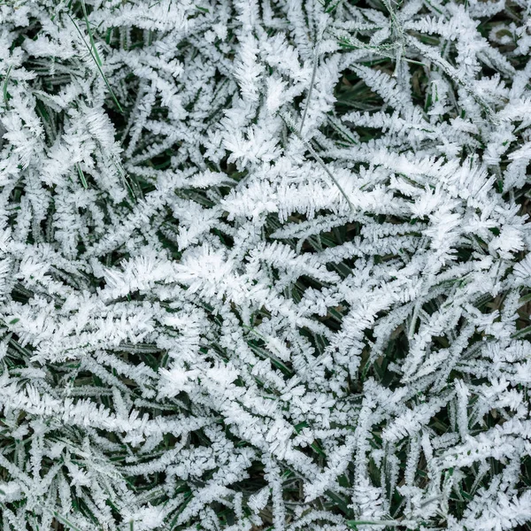 Cristales de escarcha en la hierba, fondo, invierno — Foto de Stock