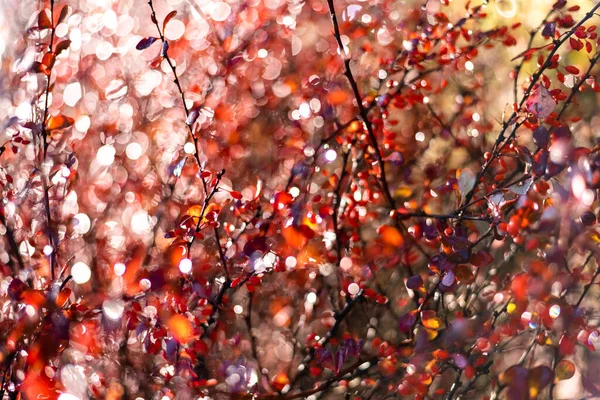 Blurred winter backgroun, barberry branch with red berries for any design — Stock Photo, Image