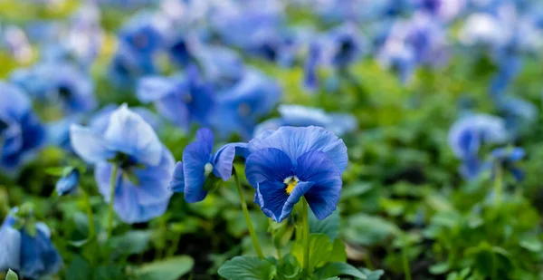 Flowerbed with blue flowers - pansies — Stock Image Flowerbed with blue flowers - pansies Royalty Free Stock Images