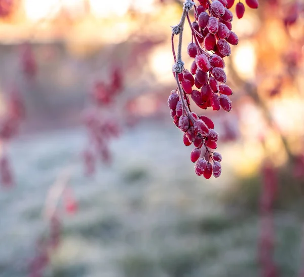 Bagas vermelhas de baga coberta com geada, fundo de inverno — Fotografia de Stock