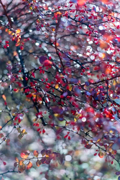 Backgroun d'hiver flou, branche d'épine-vinette avec des baies rouges pour tout design — Photo