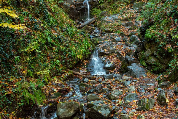 Gebirgsbach Fließt Durch Den Herbstlich Bunten Wald — Stockfoto