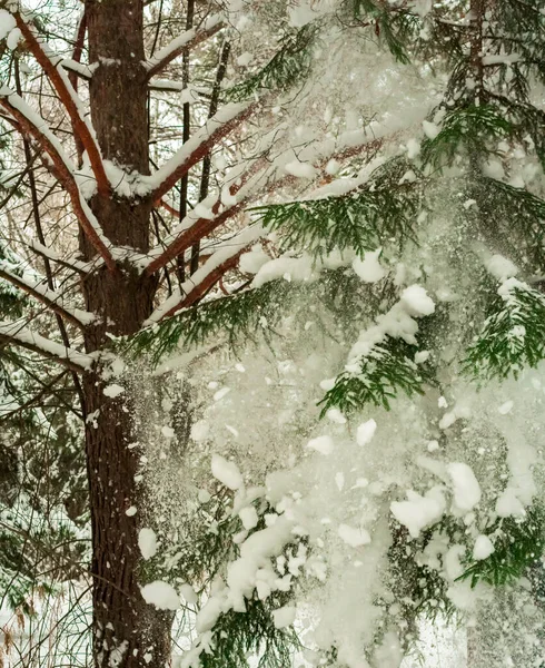 Schneefall Und Schneesturm Frostiger Tag Verschneiten Wald — Stockfoto