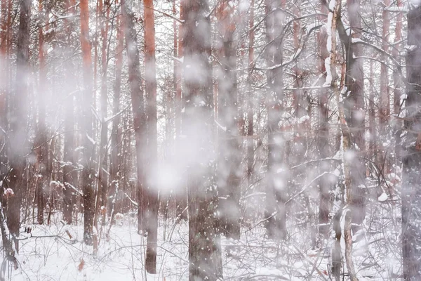 Schneefall Und Schneesturm Frostiger Tag Verschneiten Wald — Stockfoto