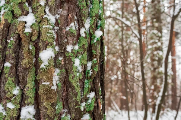 Frostiger Tag Einem Verschneiten Wald Kiefernstamm — Stockfoto