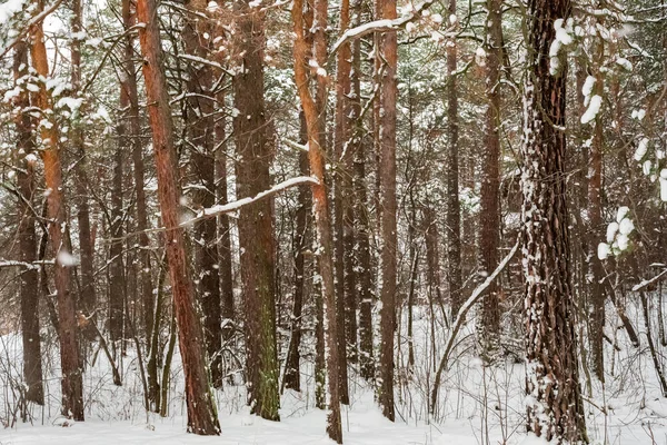 Frostiger Tag Einem Verschneiten Wald Kiefernstamm — Stockfoto