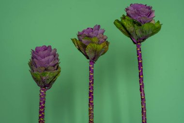 Süslü brassica lahanası, gül gibi çiçek..