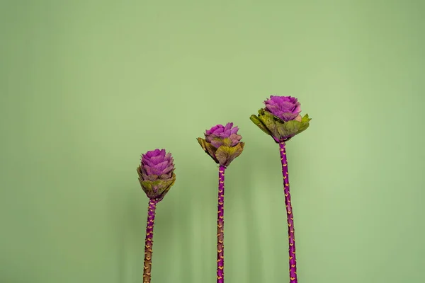 Col Brassica Ornamental Flor Similar Rosa — Foto de Stock