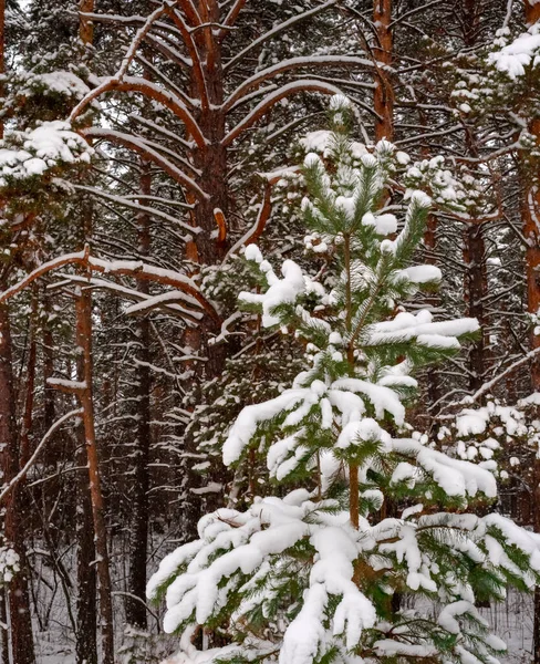 Frostiger Tag Einem Verschneiten Wald Kiefernstamm — Stockfoto