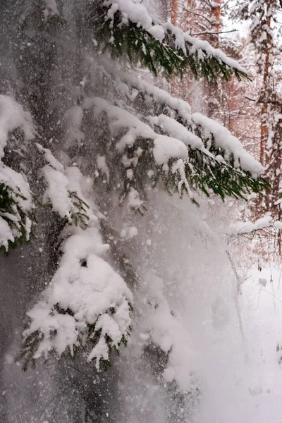 Χιόνια Και Χιονοθύελλα Παγωμένη Μέρα Χιονισμένο Δάσος — Φωτογραφία Αρχείου