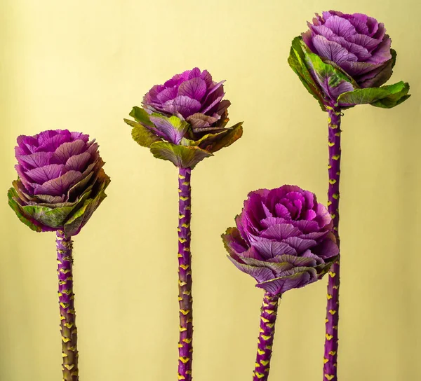 Ornamental brassica cabbage, rose-like flower.