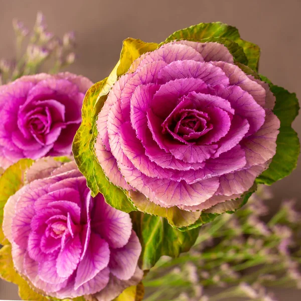 Prydnadskål Kål Rosenliknande Blomma — Stockfoto