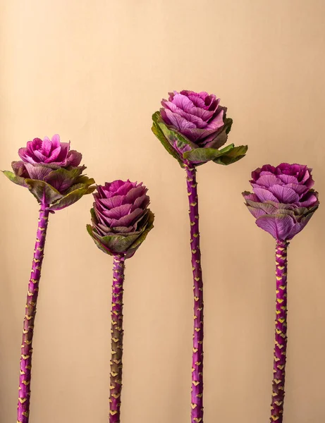 Ornamental brassica cabbage, rose-like flower.