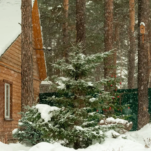 Evin Bahçesinde Kar Yağışı Ağaçlarda Kar Taneleri — Stok fotoğraf