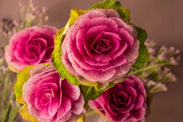 Ornamental brassica cabbage, rose-like flower.