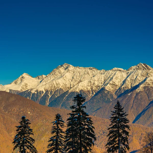 山顶上覆盖着雪 山坡上的秋天森林 — 图库照片