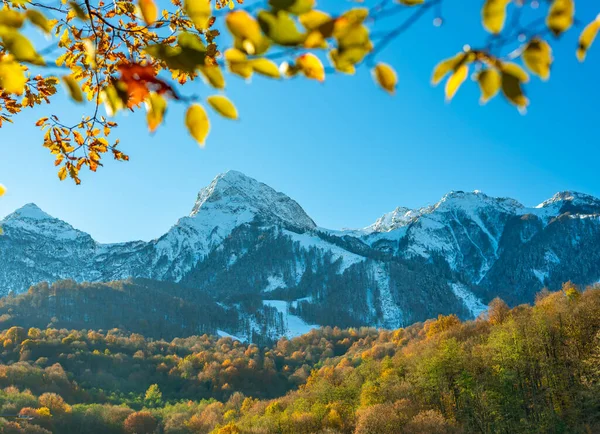 Mountain peaks covered with snow. Autumn forest on the slopes