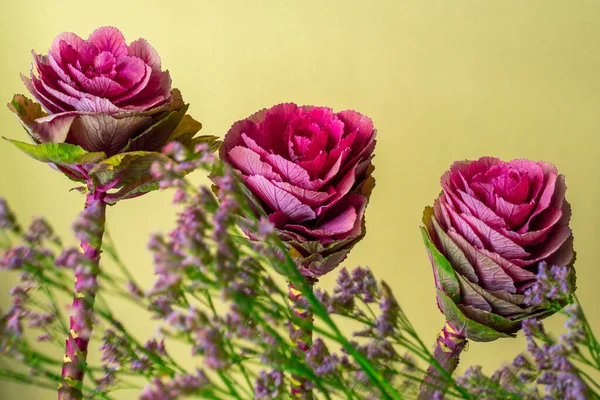 Kubis Ornamental Brassica Bunga Seperti Mawar Stok Gambar
