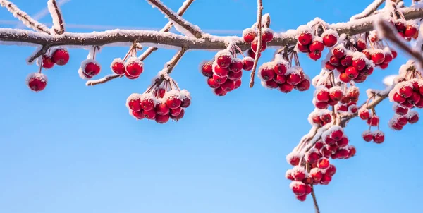 在蓝天的背景下，枝条上有浓密的红色苹果 — 图库照片