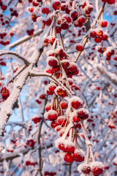 Ramos com maçãs vermelhas ricas sob a neve contra o céu azul — Fotografia de Stock