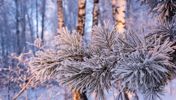 Sfondo invernale. Un pino nel gelo e nella neve — Foto Stock