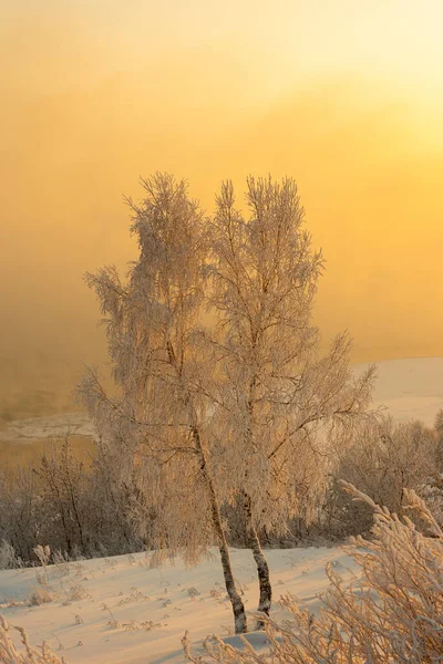 Branches d'arbres couvertes de givre sur la rive de la rivière dans un gel sévère — Photo