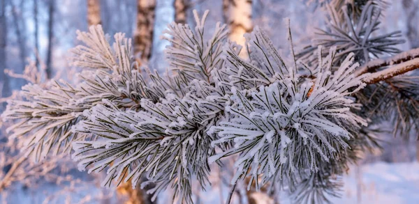 Fundo de inverno. Um pinheiro em geada e neve — Fotografia de Stock