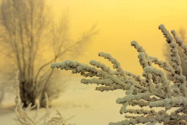 얼어붙은 강기슭의 나무 가지들은 혹독 한 추위에 떨고 있다 — 스톡 사진