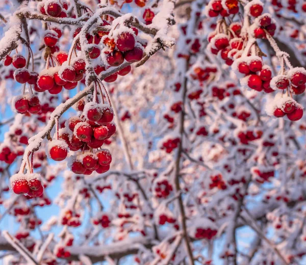 Cabang dengan apel merah kaya di bawah salju melawan langit biru Stok Foto