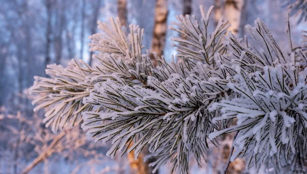 Fundo de inverno. Um pinheiro em geada e neve — Fotografia de Stock