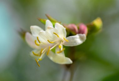 Sarı mantarlı limon otundan bahar beyaz çiçekleri..