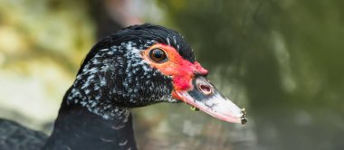 Yeşil gözlü kedi portresi. Seçici odaklı makro resim.