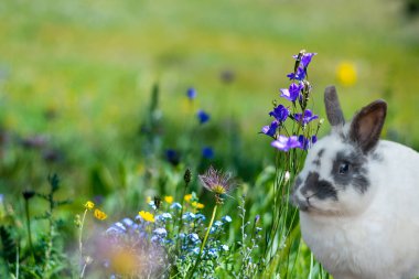 Bahçede çiçekli beyaz tavşan