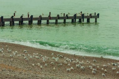 Kışın sahilde çok sayıda martı var..
