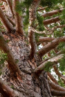 Bir çok dalı olan güçlü bir ağaç sekoya dendronu 100 yıldan daha yaşlı, kahverengi gövdeli.
