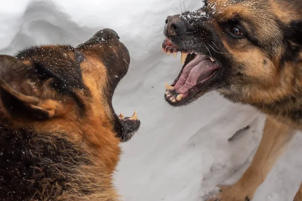 Dos perros pastor gruñen y muestran dientes Fotos de stock libres de derechos