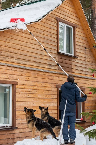 Un hombre con perros limpia el techo de una casa de la nieve. Imagen de archivo