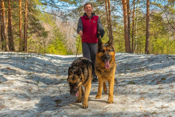 Un hombre pasea por el bosque con dos perros Imágenes de stock libres de derechos