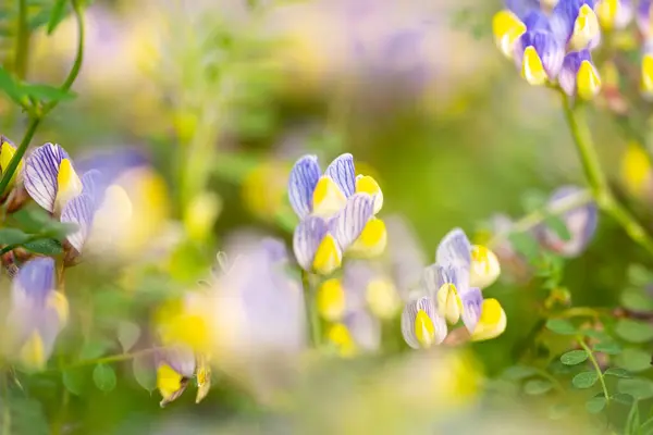 Flores silvestres amarillas y azules en el día soleado —  Fotos de Stock