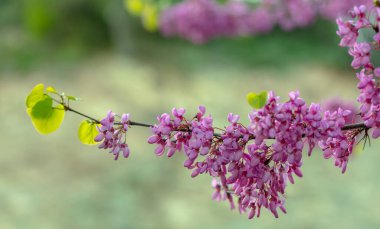 Kıbrıs dağlarında baharda çiçek açan Cercidentalis