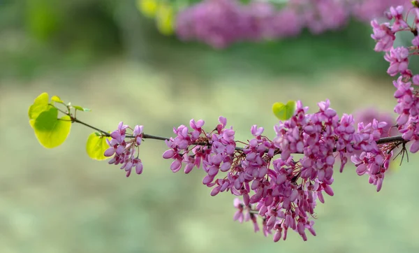 Kıbrıs dağlarında baharda çiçek açan Cercidentalis