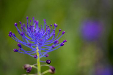 Mavi çiçekler leopoldia koosa çayırda