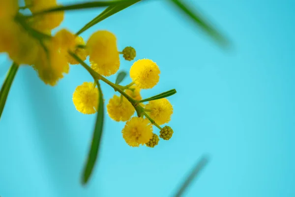 Branch of yellow mimosa flowers against the blue sky — Stock Photo, Image